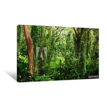 Image of Deep Tropical Jungle Canvas Print