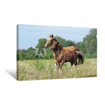 Image of Akhal-teke Mare With A Foal On A Meadow Canvas Print