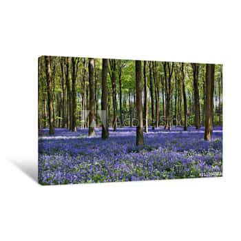 Image of Bluebells In Wepham Woods Canvas Print