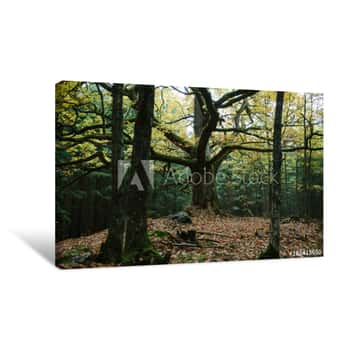 Image of Large Fantasy Tree In Forest Canvas Print