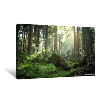 Image of Sonnengeflutete Wälder Im National Park Harz Canvas Print