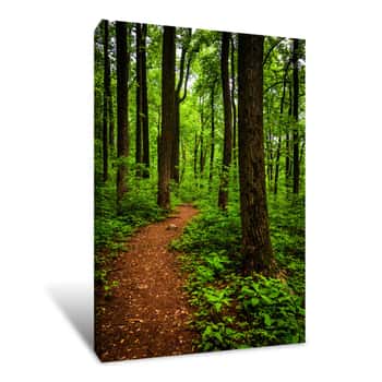 Image of Trail Through Tall Trees In A Lush Forest, Shenandoah National P Canvas Print