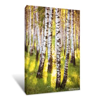 Image of Summer In Sunny Birch Forest Canvas Print