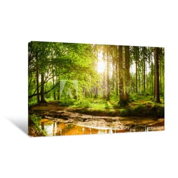Image of Beautiful Forest With Bright Sun Shining Through The Trees Canvas Print