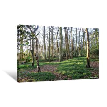 Image of Springtime Woodland Scene, New Hanging Wood, Little Chalfont, Buckinghamshire Canvas Print