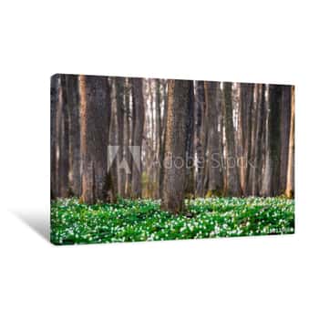 Image of Spring Forest Flowers Bloom Early Canvas Print