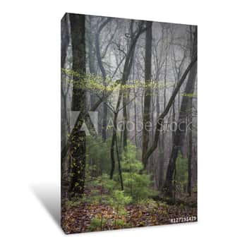 Image of Early Spring In Georgia C Canvas Print