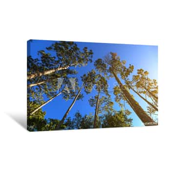 Image of Tall Trees In Florida Canvas Print