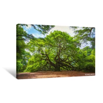 Image of Angel Oak Tree Canvas Print