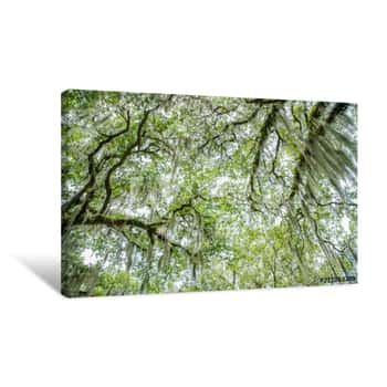Image of Spanish Moss Hangs From Tree Tops In The Noon Day Sun Canvas Print