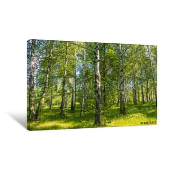 Image of Green Trees In Summer Park Canvas Print