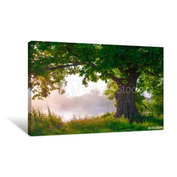 Image of Oak Tree In Full Leaf In Summer Standing Alone Canvas Print