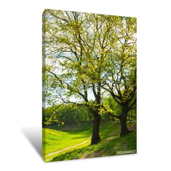Image of Summer Landscape  Green Summer Park Trees And Sunset Light Shining Through The Branches Canvas Print
