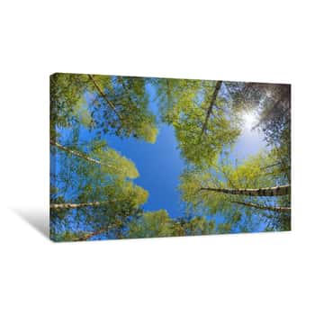 Image of Tree Tops Against Blue Sky Canvas Print
