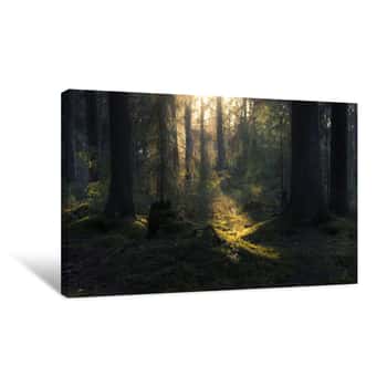 Image of Summer Forest In Finland Canvas Print