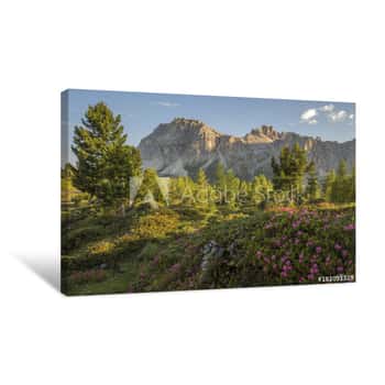 Image of Flowering Of Rhododendrons On The Meadows Of Passo Falzarego Pass, Dolomites, Cortina D\'Ampezzo, Italy Canvas Print