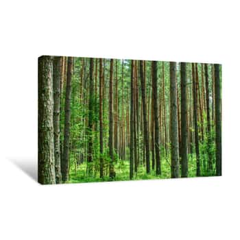 Image of Nice Forest Canvas Print