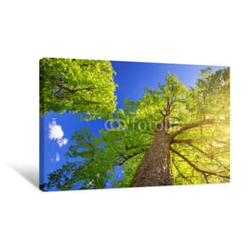 Image of Old Linden Tree Foliage In Morning Light With Sunlight Canvas Print