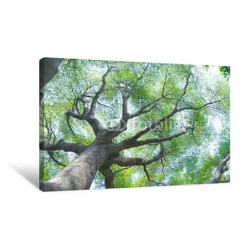 Image of Forest Trees Nature Green Wood Canvas Print