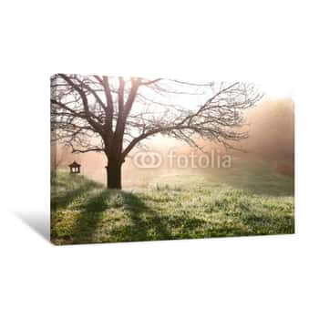 Image of Bare Branched Spring Oak Tree Glowing In Morning Fog Canvas Print