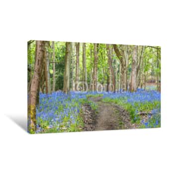 Image of Empty Curvy Path Among Old Maple Trees And Bluebell Flowers Mead Canvas Print