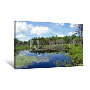 Image of Water Lilies In New Engand Marsh Near Long Pond,Mount Desert Island, Acadia National Park, Maine Canvas Print