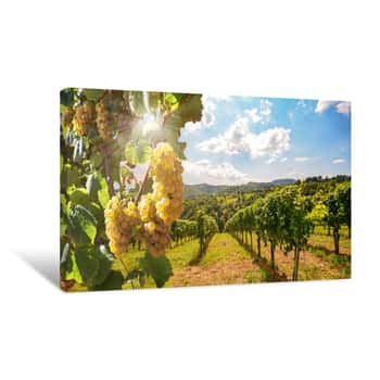 Image of Vineyards With Grapevine And Winery Along Wine Road In The Evening Sun, Europe Canvas Print
