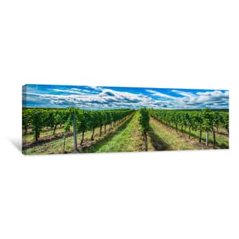 Image of Green Vineyards Landscape In Summer Time Canvas Print