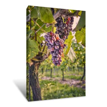Image of Black Grapes Growing On The Vine In An English Vineyard On The South Downs Canvas Print