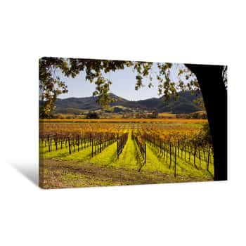 Image of Napa Valley Wine Country Vineyards In Autumn Colors Canvas Print