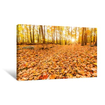 Image of Fallen Leaves And Fall Foliage Lit By Sunset Sunbeams, Shining Through The Forest Trees, At Bear Mountain State Park, New York Canvas Print