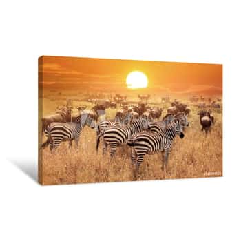 Image of Zebra At Sunset In The Serengeti National Park  Africa  Tanzania Canvas Print