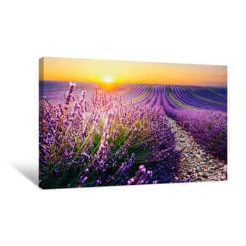 Image of Blooming Lavender Field At Sunset In Provence, France Canvas Print
