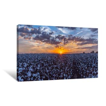Image of Sunset Over A Cotton Field Canvas Print