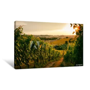 Image of Vineyard Fields In Marche, Italy Canvas Print