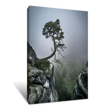 Image of Cliff Tree Canvas Print