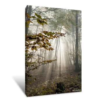 Image of Sunset Light In The Misty Autumn Forest Canvas Print