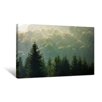 Image of Spruce Forest On Foggy Sunrise In Mountains Canvas Print