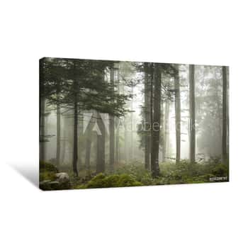 Image of Lovely Foggy Forest Tree Landscape Canvas Print