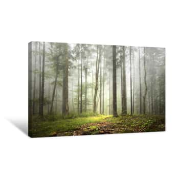 Image of Beautiful Foggy Forest Landscape With Rainfall Canvas Print