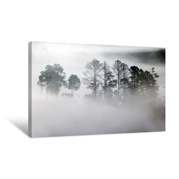 Image of Outlines Of Trees In The Fog Creeping  Sillhouette Of Trees In Fog In Forest Canvas Print
