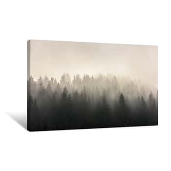 Image of Pine Forests  Misty Morning View In Wet Mountain Area Canvas Print