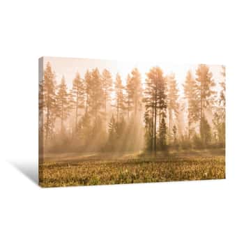 Image of Sun Rays Through Fog At Sunrise In Wild Forest And Harvested Field Colored By Autumn - Yellow, Orange Birches And Evergreen Pine Trees, Typical North Scandinavian Forest Landscape Canvas Print