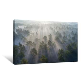 Image of Aerial Shot Of Foggy Forest At Sunrise  Flying Over Pine Trees Early In The Morning Canvas Print