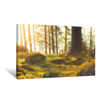 Image of Natural Forest At Sunset Canvas Print