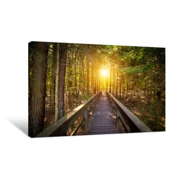 Image of Wooden Path In The Forest Canvas Print