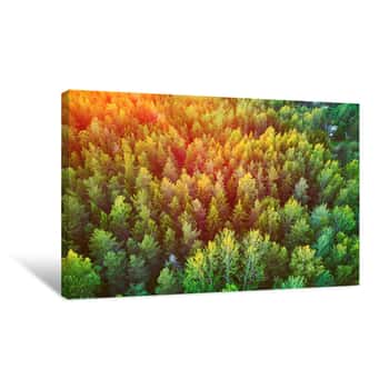 Image of Scenic Top Down View Of Mixed Forest In Finnish Countryside, At Sunset Canvas Print