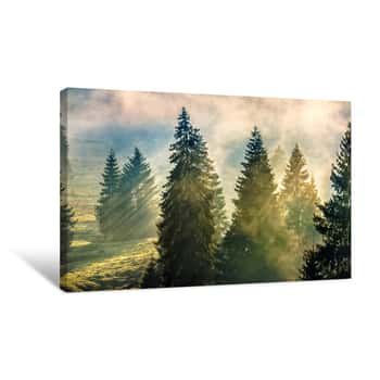 Image of Fog In The Conifer Forest Canvas Print
