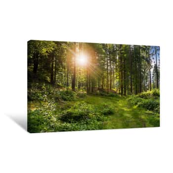 Image of Forest Glade In  Shade Of The Trees In Sunlight Canvas Print