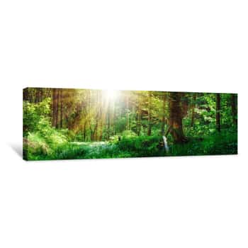 Image of Panorama Landschaft, Wald Im Frühling Mit Sonnenstrahlen Durch Die Bäume Canvas Print